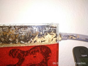 ein größerer Bruthaufen im Außenbereich des Nests