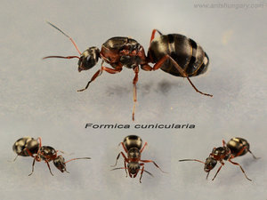 Formica_cunicularia_queen.jpg