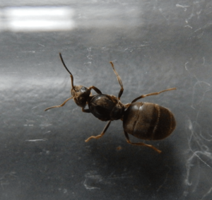 Lasius niger