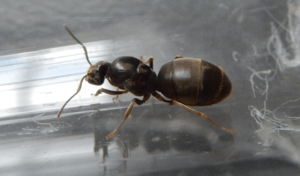 Lasius niger