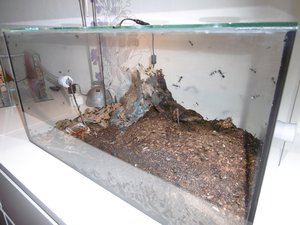 In der rechten Hälfte des Beckens haben die Rossameisen ein großes Erdnest mit vielen Kammern und Eingängen konstruiert.