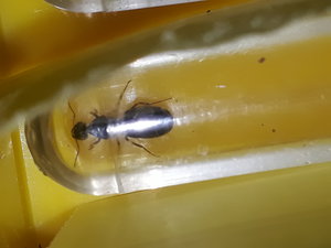 2.1 Lasius nieger glaube ich