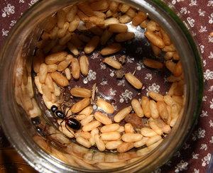 Camponotus ligniperda _1.jpg