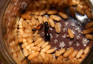 Camponotus ligniperda _2.jpg
