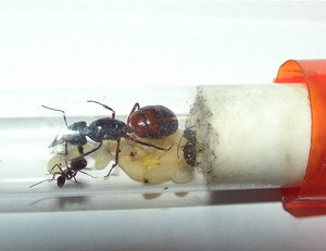Camponotus ligniperda Gründung.jpg