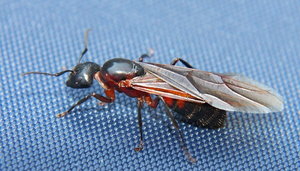 Camponotus-ligniperda Jungkönigin.jpg