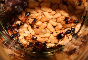 Camponotus ligniperda _5.jpg