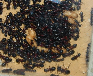 Camponotus ligniperda 19.07.2019_2.jpg