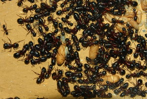 Camponotus ligniperda 19.07.2019_3.jpg
