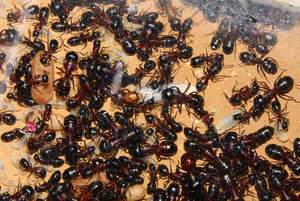 Camponotus ligniperda 19.07.2019_4.jpg