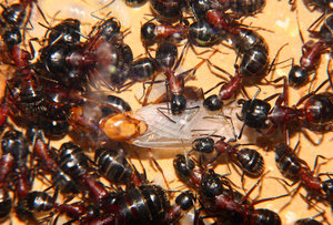 Camponotus ligniperda 19.07.2019_5.jpg