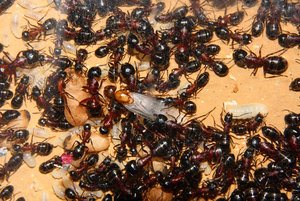Camponotus ligniperda 19.07.2019_6.jpg