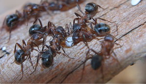 Formica sanguinea Arbeiterinnen.jpg