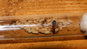 Formica sanguine Gründung _1.jpg