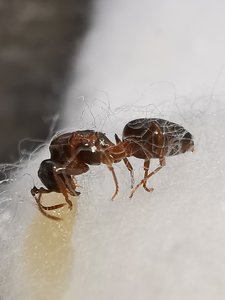 Mit Watte: Notfallopfer<br />Auf Papier: gefundene Königin vor 2 Wochen ca