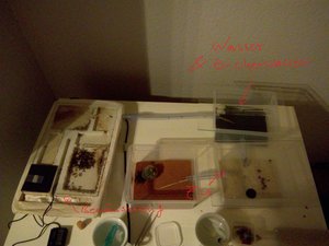 C. nicobarensis Formicarium-min.jpg