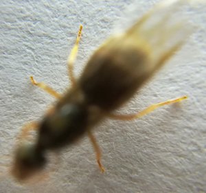 Hier hab ich noch ein Bild gefunden, diese hab ich wieder frei gelassen da sie ihre Flügel noch hatte.
