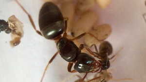 Lasius (Chthonolasius) sp.