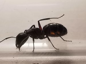 IMG_20190804_203235.jpg