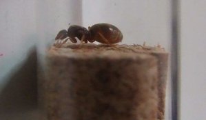 lasius.jpg