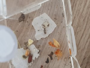 Warum ist die anders geformt und etwas grösser?