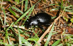 Lederlaufkäfer.jpg