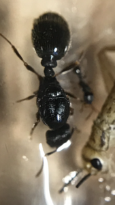 F4FEE24C-BE9A-4DF2-9195-7F037E2796F1.png (3.51 MiB) 1289 mal betrachtet Tetramorium Gyne (man beachte die winzigen Dornen)