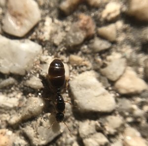 C0EC324D-F638-4364-B346-6F41264A4806.jpeg (590.96 KiB) 1289 mal betrachtet Solenopsis fugax Gyne