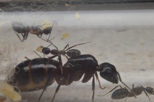 Camponotus cf. ligniperdus (hat nur einen Fühler)