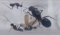 Camponotus barbaricus.jpg