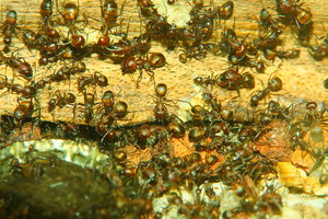 Camponotus nicobarensis _4.jpg