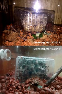 Atta cephalotes Entwicklung 2017-12-03-05.JPG