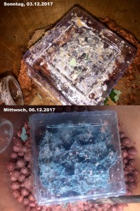 Atta cephalotes Entwicklung 2017-12-03-06.JPG