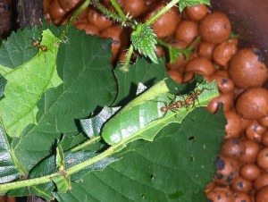 Atta cephalotes bicolor IMG_0915.JPG