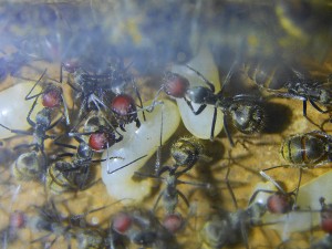 Camponotus singularis.jpg