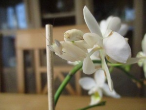 IMG_0804.jpg