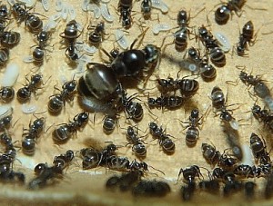 Lasius niger.jpg