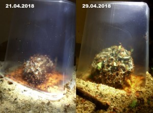 Atta cephalotes bicolor 20180429  IMG_2090 - 21-29-04-2018.JPG