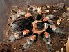 brachypelma_smithi.jpg