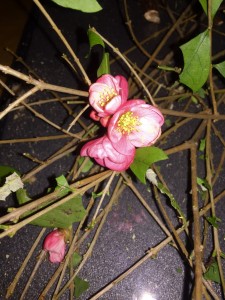 Acromyrmex octospinosus 20200209 IMG_0703 - erste Blüten.JPG