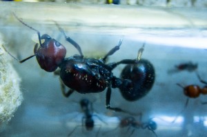 Messor cephalotes _3.jpg