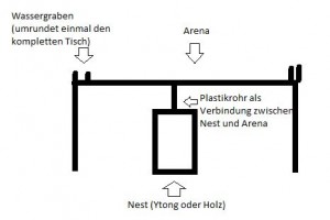 Arena und Nest.JPG