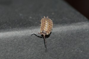 Porcellio spinicornis