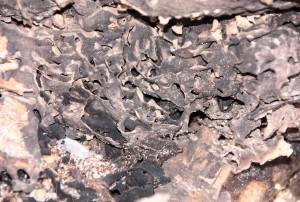 Lasius fuliginosus Nest _1.jpg