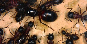 Camponotus ligniperda _2.jpg