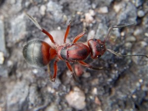 Formica truncorum Gyne