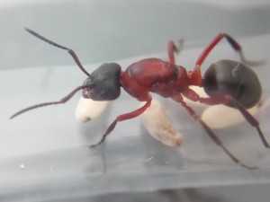 Formica sanguinea Gyne