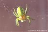 Gruene_Spinne_8-(450)+C.jpg