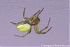 Gruene_Spinne_11-(450)+C.jpg