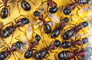 Camponotus ligniperda 1.jpg